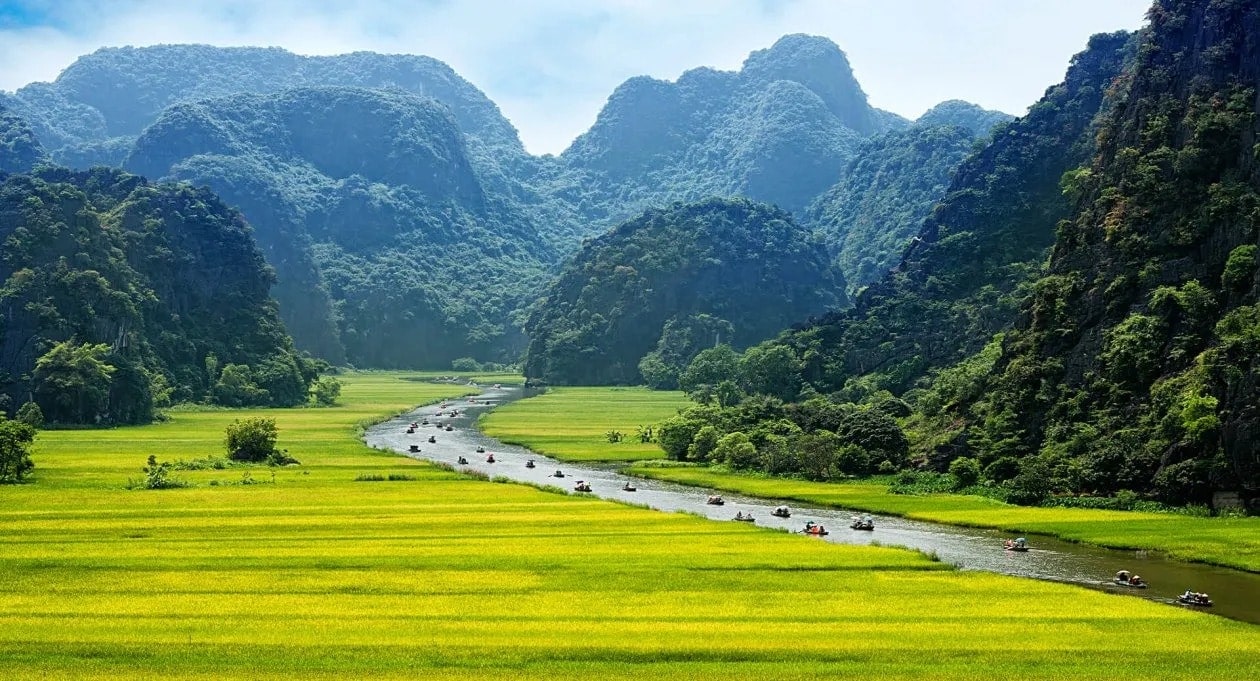 Cánh đồng lúa chín vàng ở Ninh Bình, dòng sông có thuyền đi qua giữa những dãy núi đá vôi phủ cây xanh